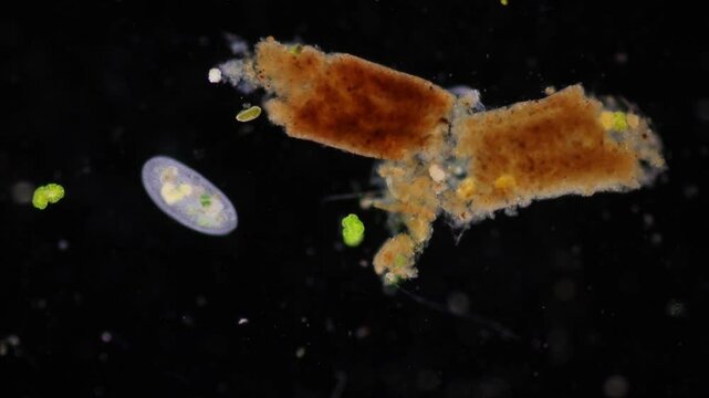 Methods of study of Protozoa, Algae and bacteria under the microscope in the biology laboratory.