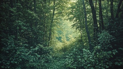 Fototapeta premium Sunlight Filtering Through a Dense Forest Canopy