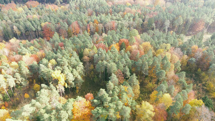 Scenic forest landscape in autumn season