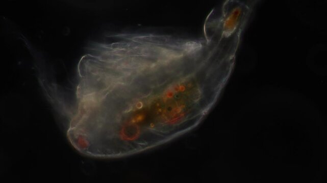 Methods of study of Protozoa, Algae and bacteria under the microscope in the biology laboratory.