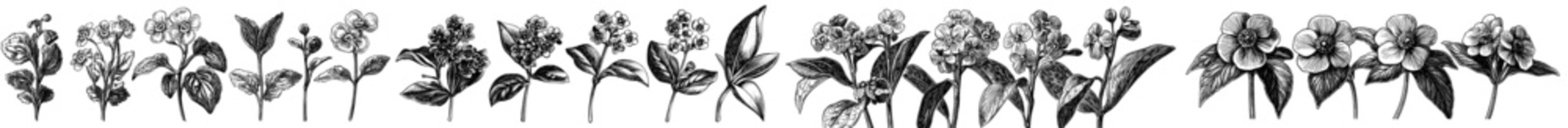 Naklejka premium Hand drawn forget-me-not flowers. Black and white isolated sketch botanical illustrations. Flower brush ink collection.