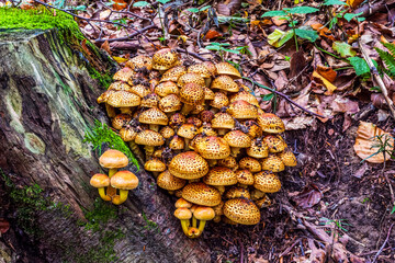 Macro  - Forest - Europe, Romania, Suceava region