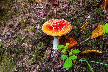 Macro  - Forest - Europe, Romania, Suceava region