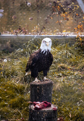 Noble eagle getting ready to eat