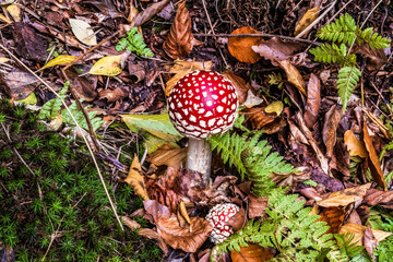 Macro  - Forest - Europe, Romania, Suceava region