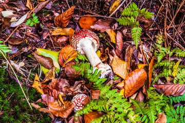 Macro  - Forest - Europe, Romania, Suceava region