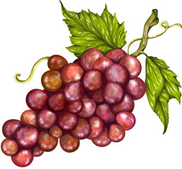 Grapes