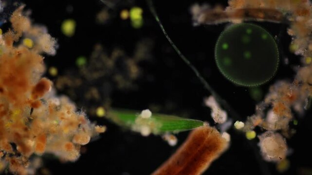 Methods of study of Protozoa, Algae and bacteria under the microscope in the biology laboratory.