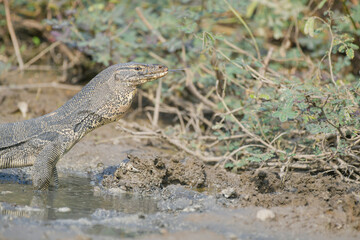Tree Monitor, Bengal Monitor, Clouded Monitor  in pond animal watching in the forest.
