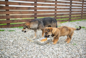 Two friendly dogs eating food outside. High quality photo