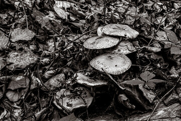Macro  - Forest - Europe, Romania, Suceava region