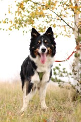 border collie stands under a tree in tall grass.