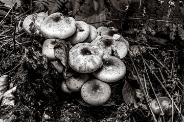 Macro  - Forest - Europe, Romania, Suceava region