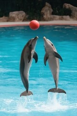 Two dolphins are playing with a red ball in a pool. The dolphins are jumping in the air and one of them is holding the ball in its mouth. The scene is lively and playful