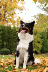 border collie sits under a tree and she smiles