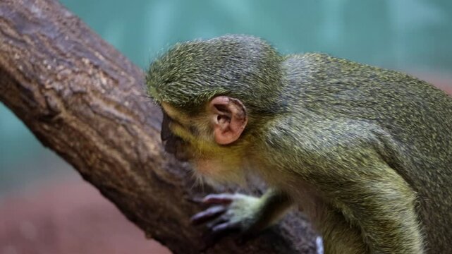 The Gabon talapoin (Miopithecus ogouensis), also known as the northern talapoin, chews its food