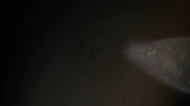 Methods of study of Protozoa, Algae and bacteria under the microscope in the biology laboratory.