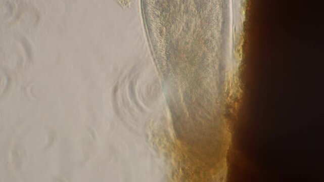 Methods of study of Protozoa, Algae and bacteria under the microscope in the biology laboratory.