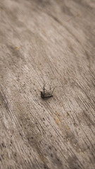A dead mosquito lying on a wooden surface, with delicate details of the wood grain visible. The earthy tones of the wood create a natural, rustic background.