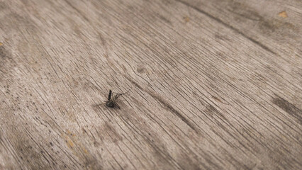 A dead mosquito lying on a wooden surface, with delicate details of the wood grain visible. The earthy tones of the wood create a natural, rustic background.