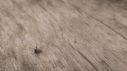 A dead mosquito lying on a wooden surface, with delicate details of the wood grain visible. The earthy tones of the wood create a natural, rustic background.