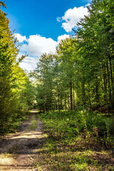 Landscapes - Forest - Europe, Romania, Suceava region
