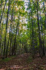 Landscapes - Forest - Europe, Romania, Suceava region