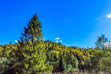 Landscapes - Forest - Europe, Romania, Suceava region