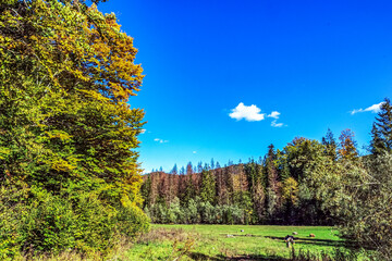 Landscapes - Forest - Europe, Romania, Suceava region