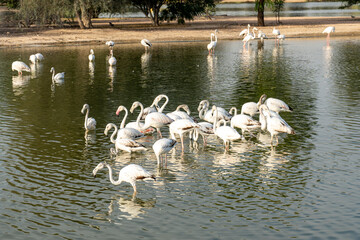 Fototapeta premium A group of flamingos wades gracefully in the calm, shallow waters of a park while a few stand elegantly in the background under the bright sun.