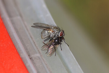Close up tiger fly Coenosia with a fly as prey. On the edge of a plastic container. Family House flies (Muscidae). Spring, May, Netherlands.