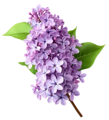 Fototapete Rund High-Quality PNG of Branch of lilac flowers isolated. Lilac flowers. Isolated on White Background – High Resolution © Dontrell