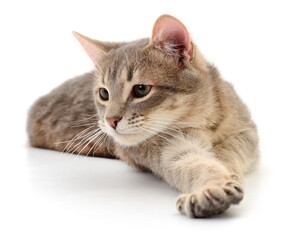 Kitten on white background.