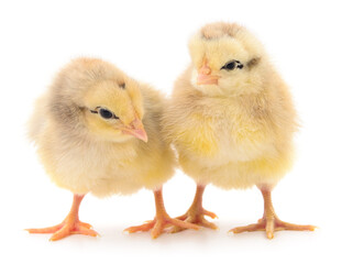 Two yellow chickens.