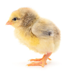 Small yellow chicken