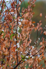 Resilience in Bloom: A Tree Reborn with Blossoms After Fire. environmental healing scene. burned up tree close-up.