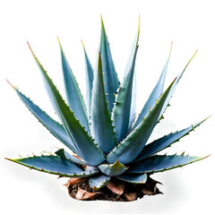 Isolated Agave Plant on White Transparent Background for Botanical Illustrations and Design Usage