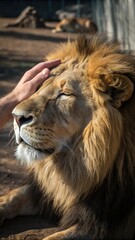 Fototapeta premium lion in the zoo