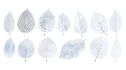 Obraz premium Set of frosted winter white leaves with intricate veins isolated on transparent background