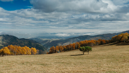 A lone tree stands in a mountain meadow, surrounded by colorful autumn foliage, with a view of a valley and a cloudy sky