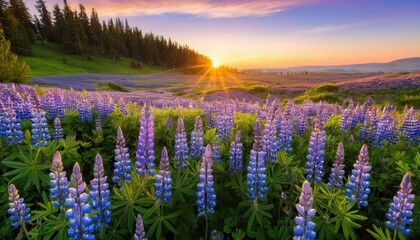 Fototapeta premium field of purple lupines at sunset, natural beauty