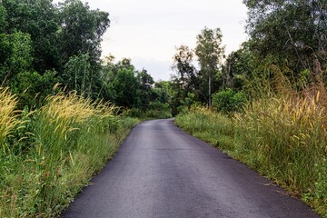 Bright day light on the pine forest road with long grass. Magical forest in the morning and evening