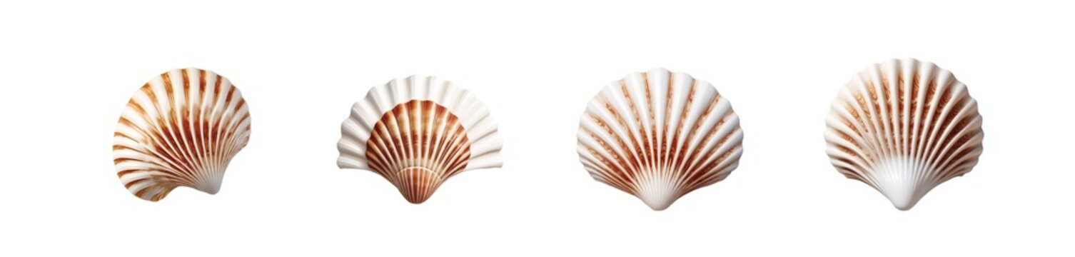 clam shell (png)
