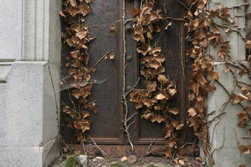 Climbing plants during winter, taking over various elements. Shot in Village and Graveyard areas.
