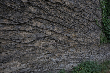 Climbing plants during winter, taking over various elements. Shot in Village and Graveyard areas.