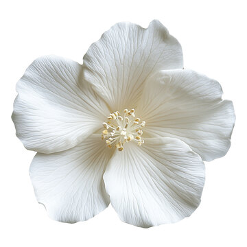 Fototapeta White flower isolated on white background