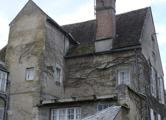 Fototapeta premium Climbing plants during winter, taking over various elements. Shot in Village and Graveyard areas.