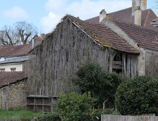 Fototapeta premium Climbing plants during winter, taking over various elements. Shot in Village and Graveyard areas.