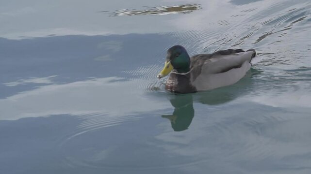 Canard Nageant 