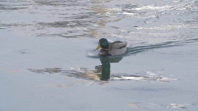 Canard Fjord
